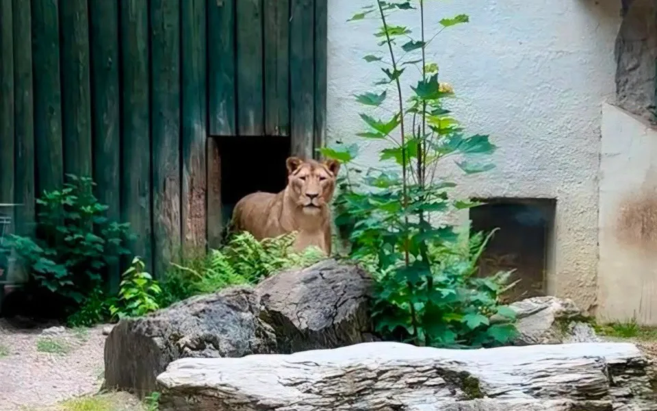 Lvice Elsa, zabavená Karlosu Vémolovi, má v liberecké zoo po karanténě a může do venkovního výběhu