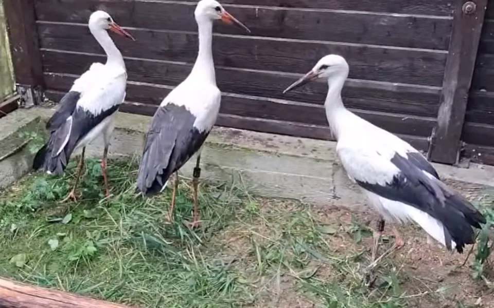 Tři zachráněná čápata jsou v současné době v Arše.