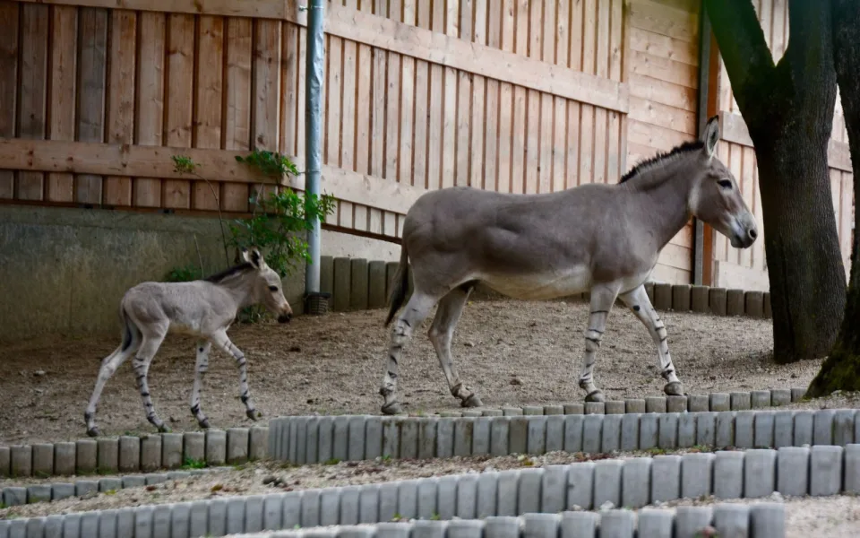 Radost v liberecké zoo: Po pěti letech se narodilo mládě kriticky ohroženého osla somálského