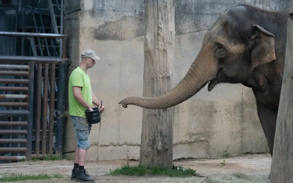 Zoo přišla o svého posledního slona, milovaná Bala odcestovala do Británie