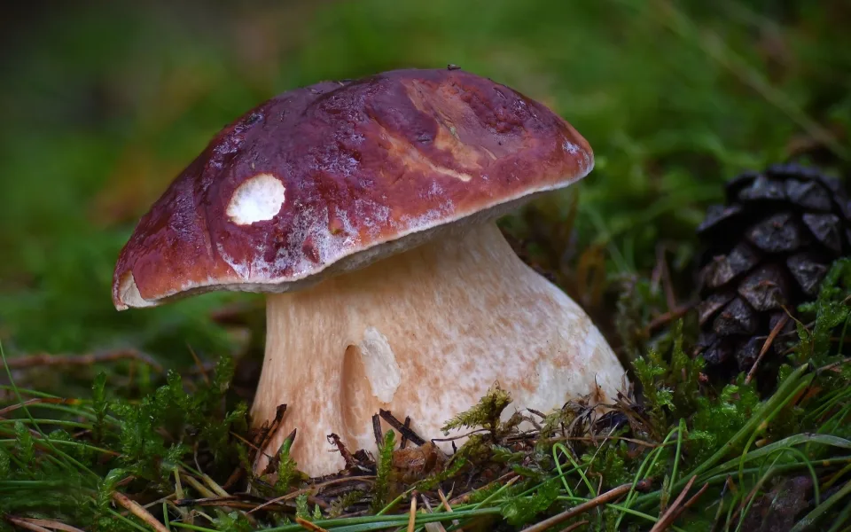 Velká houbová nádhera. Otestujte si v KVÍZU, jak dobře znáte houby našich lesů